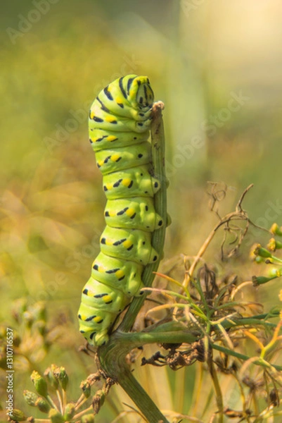 Obraz Swallowtail caterpillar