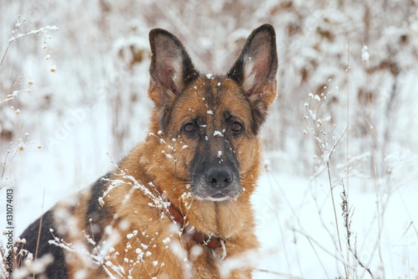 Fototapeta Dog breed German Shepherd in a snowy winter forest, close-up portrait