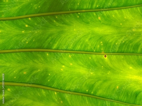 Obraz green leaf texture