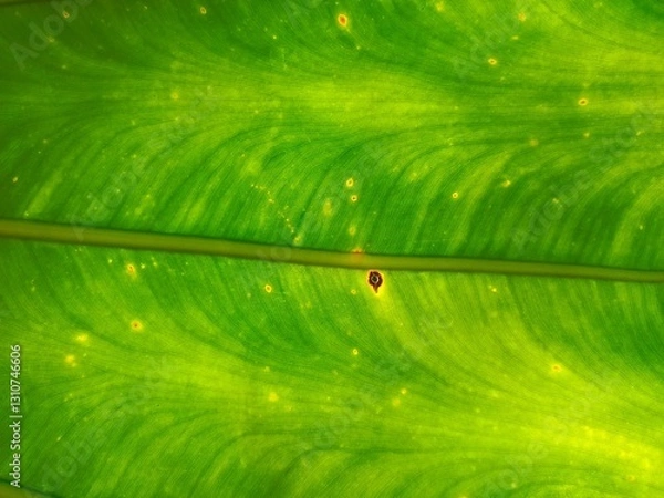 Obraz green leaf macro