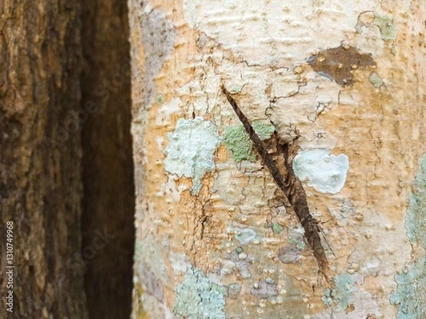 Obraz old wood texture