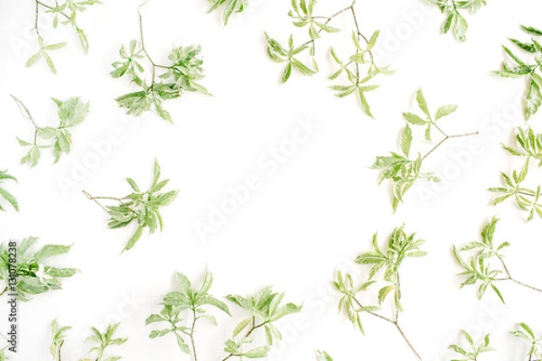 Obraz green leaves frame on white background. flat lay.
