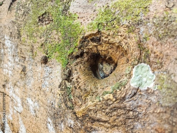 Fototapeta tree bark texture