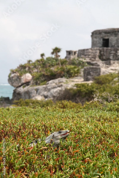 Fototapeta An iguana watches over the ruins of the Mayan Temples of Tulum on the coastline of the Yucatan Jungle