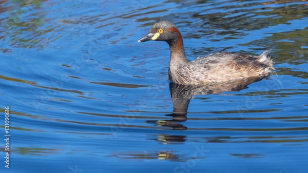 Fototapeta Australasian Grebe