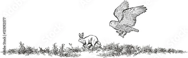 Obraz Snowy owl hunts hare