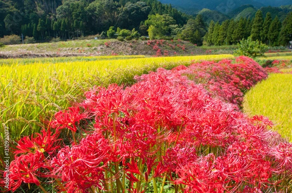 Obraz 秋の里山と彼岸花-3
