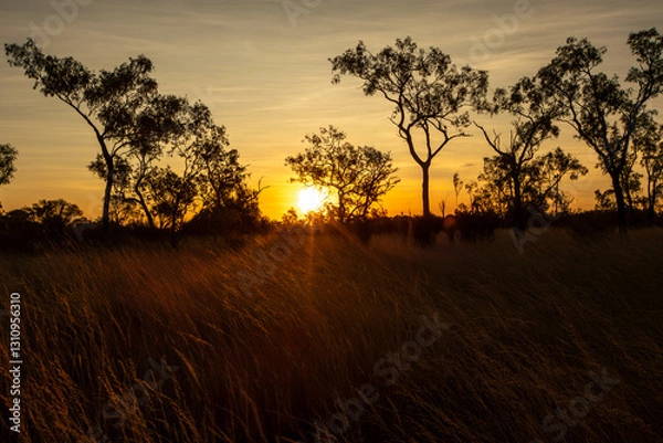 Fototapeta Magnificent sunset in Australia's northern outback, with red earth, tall eucalyptus trees and red clouds lighting up in the setting sun.	