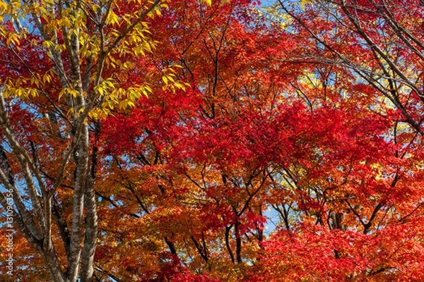 Fototapeta 吉和の紅葉
