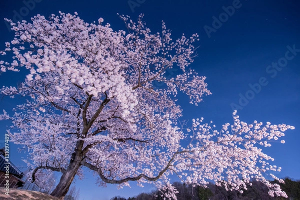 Obraz 夜桜