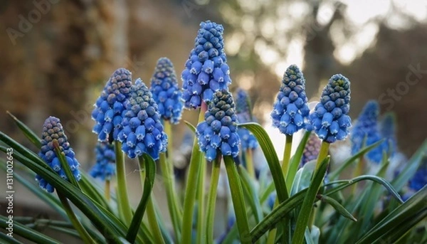 Fototapeta Close-up of vibrant blue grape hyacinths (Muscari) blooming in a spring garden. Delicate bell-shaped flowers with rich colors and green foliage create a stunning natural scene.