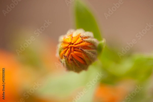 Obraz Ringelblume vor dem Aufblühen