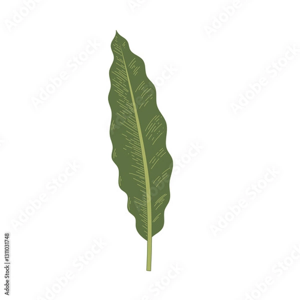 Obraz green leaf isolated