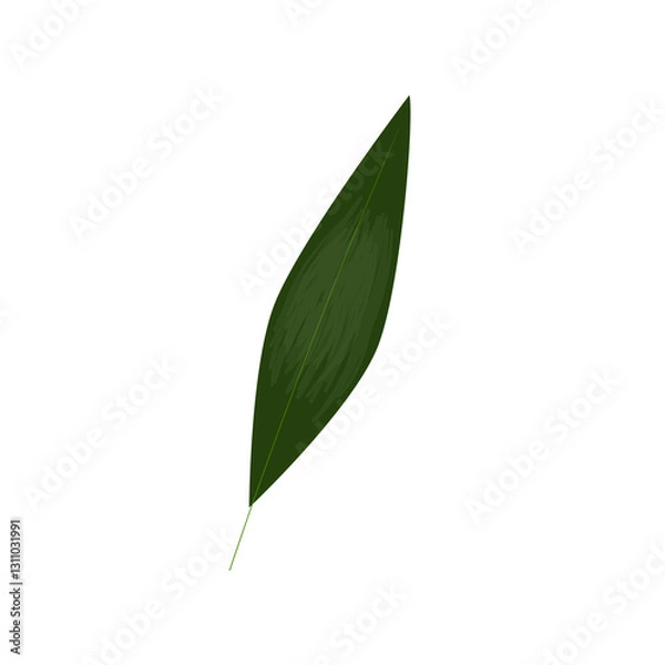 Obraz green leaf isolated on white