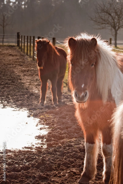 Obraz Islandpferde nach einem Regentag