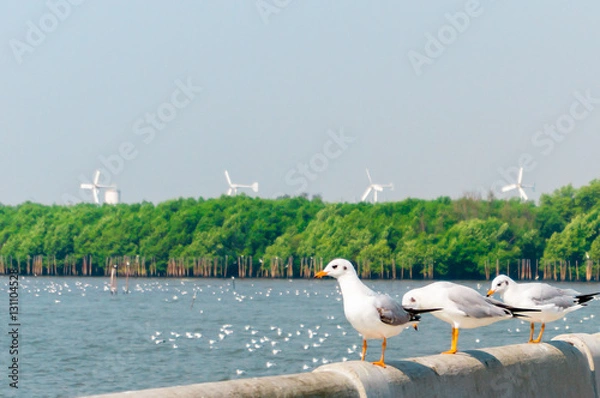 Obraz Seagull in mangrove forest