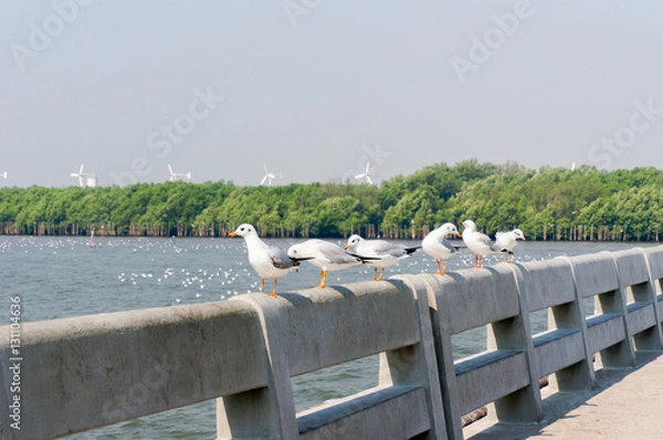 Obraz Seagull in mangrove forest