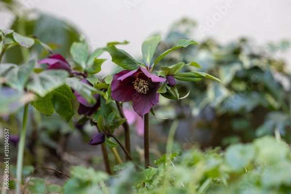 Obraz 紫のクリスマスローズ