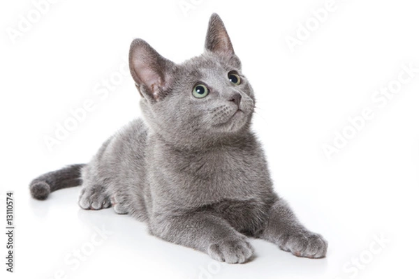 Obraz Russian Blue kitten on white