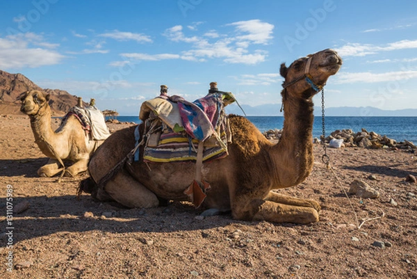Fototapeta View of camel on the coast of Red sea