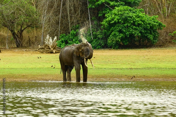 Obraz The Indian elephant (Elephas maximus indicus) is one of three recognised subspecies of the Asian elephant and is native to the Asian continent. It has been listed as endangered by the IUCN since 1986.