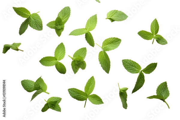 Obraz mint on transparent background