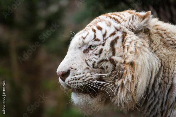 Obraz white Tiger