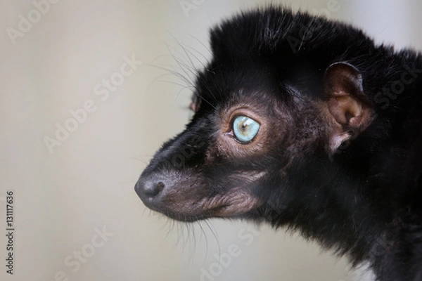 Obraz Black lemur