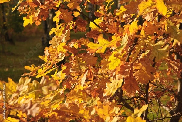 Obraz Quercus robur, or the pedunculate oak or the English oak in late autumn. The orange foliage. Fall
