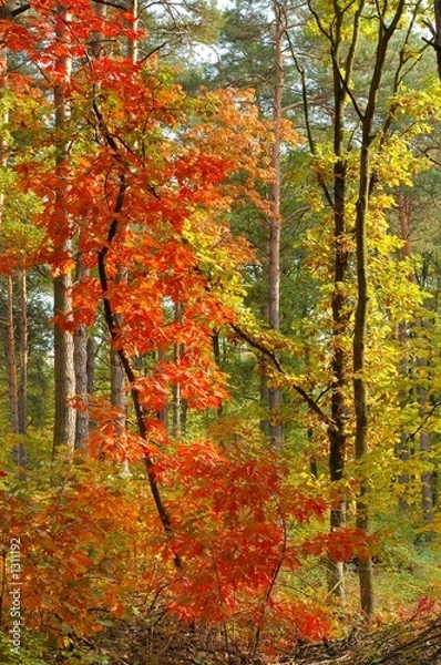 Obraz colors of fall