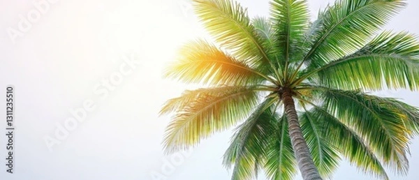 Fototapeta Majestic Palm Tree Silhouette Against a Bright Sky