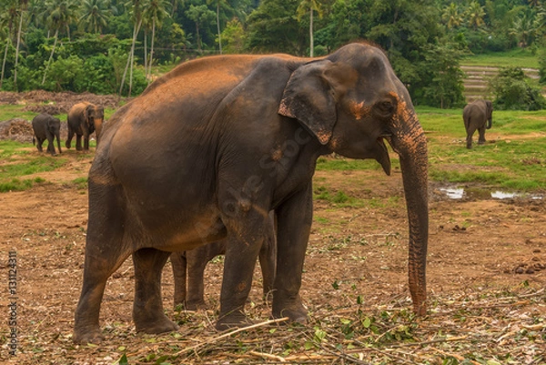 Fototapeta Sri lanka: group of elephants in Pinnawala, the largest herd of captive elephants in the world
