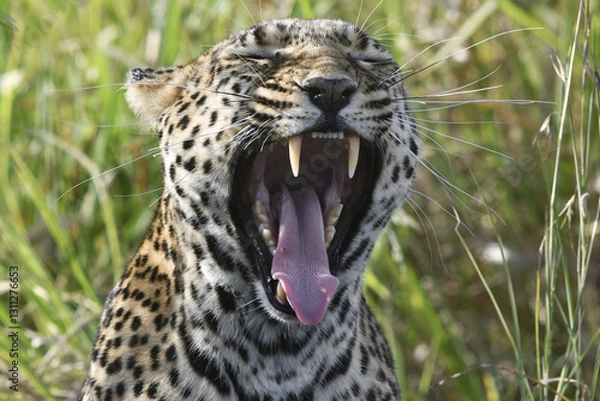 Fototapeta Yawning leopard showing his teeth 