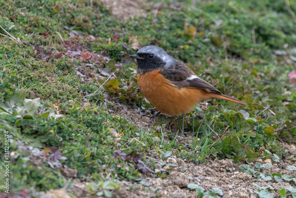 Fototapeta 地面に佇むジョウビタキの雄