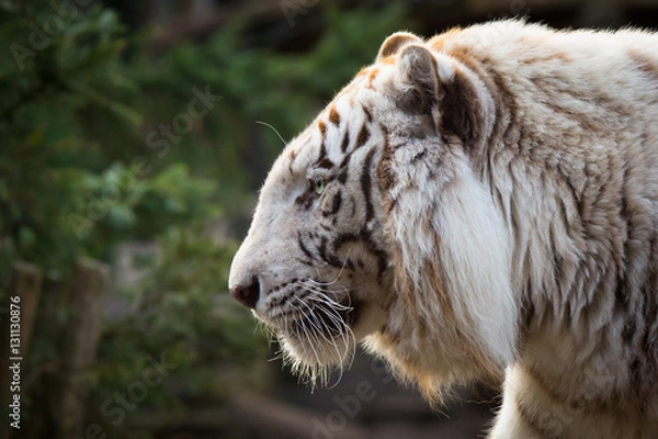 Obraz White tiger's head