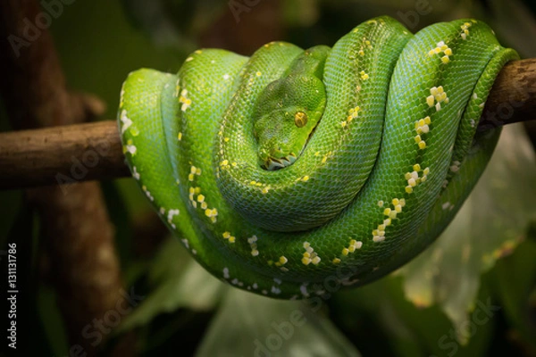 Fototapeta Green tree python