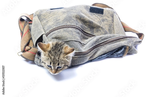 Fototapeta isolated kitten sitting in a bag 