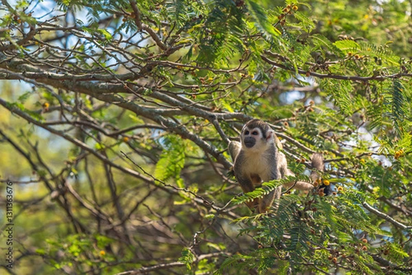 Fototapeta Squirrel Monkey (Saimiri) portrait in Amazon River rainforest canopy, Yasuni national park, Ecuador.