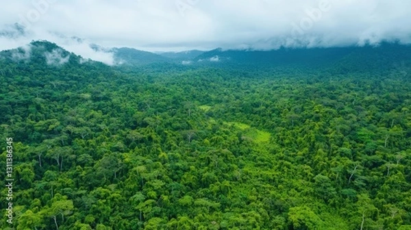 Fototapeta Ecological impact climate recovery concept. Lush green rainforest with misty mountains in the background.