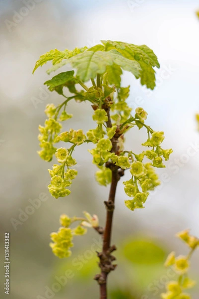 Fototapeta A bush of flowering currants in the garden in early spring 