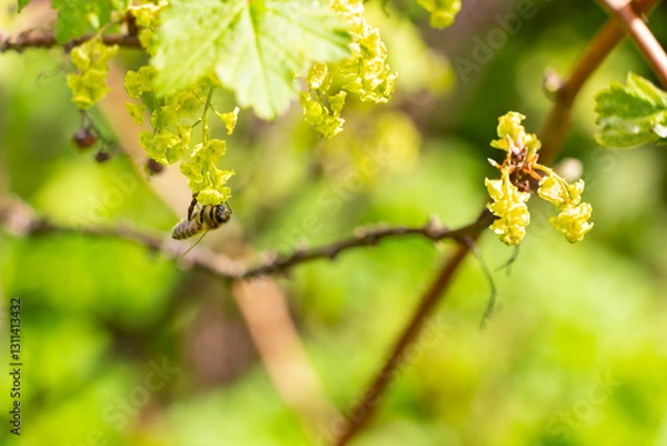 Obraz A bush of flowering currants in the garden in early spring with bee