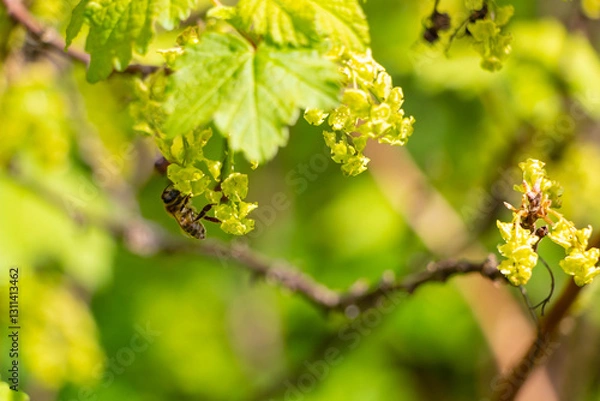 Obraz A bush of flowering currants in the garden in early spring with bee