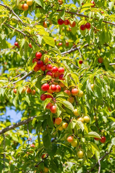 Obraz Colourful vibrant cherry plum Prunus cerasifera in a sunny grove on a rural property in Australia