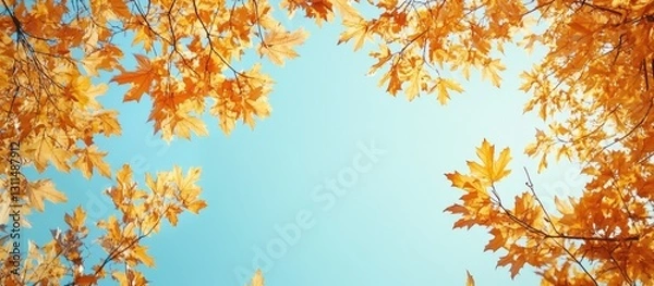 Fototapeta Autumn maple tree crowns in vibrant orange hues framed against a soft blue sky creating a serene nature backdrop with copyspace.