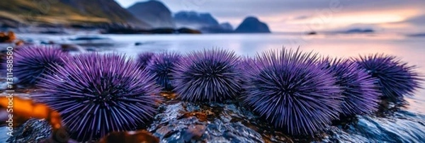 Obraz A cluster of sea urchins on rocky shoreline.