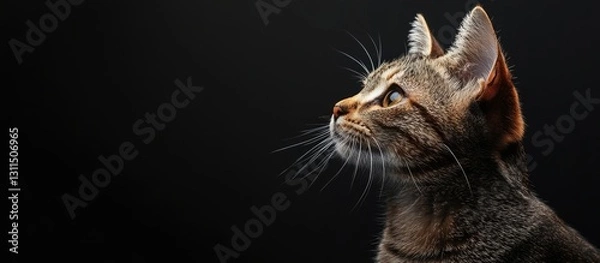 Fototapeta Curious small tabby cat with vivid green eyes gazing upwards against a dark black background highlighting its expressive features and whiskers.