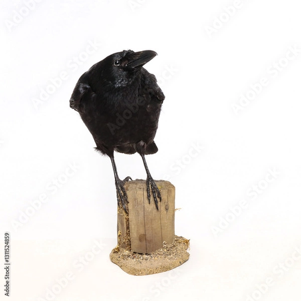 Fototapeta Taxidermy carrion crow (Corvus corone) photographed in the studio with a white studio background.
