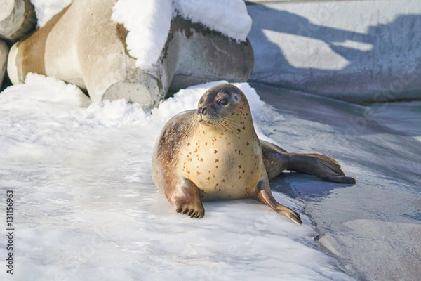 Obraz 氷の上のゴマフアザラシ
