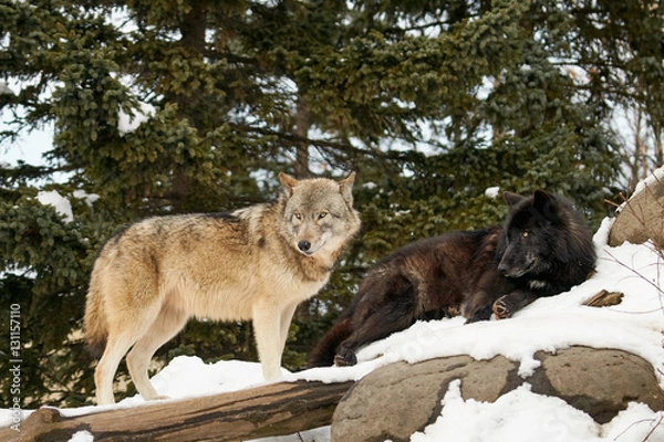 Obraz ２頭のシンリンオオカミ
