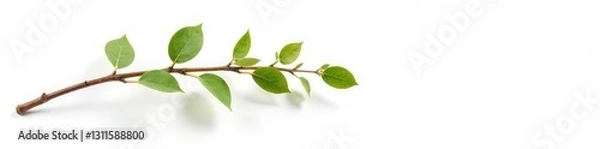 Obraz Single isolated branch with a subtle texture on white background, earthy, branch